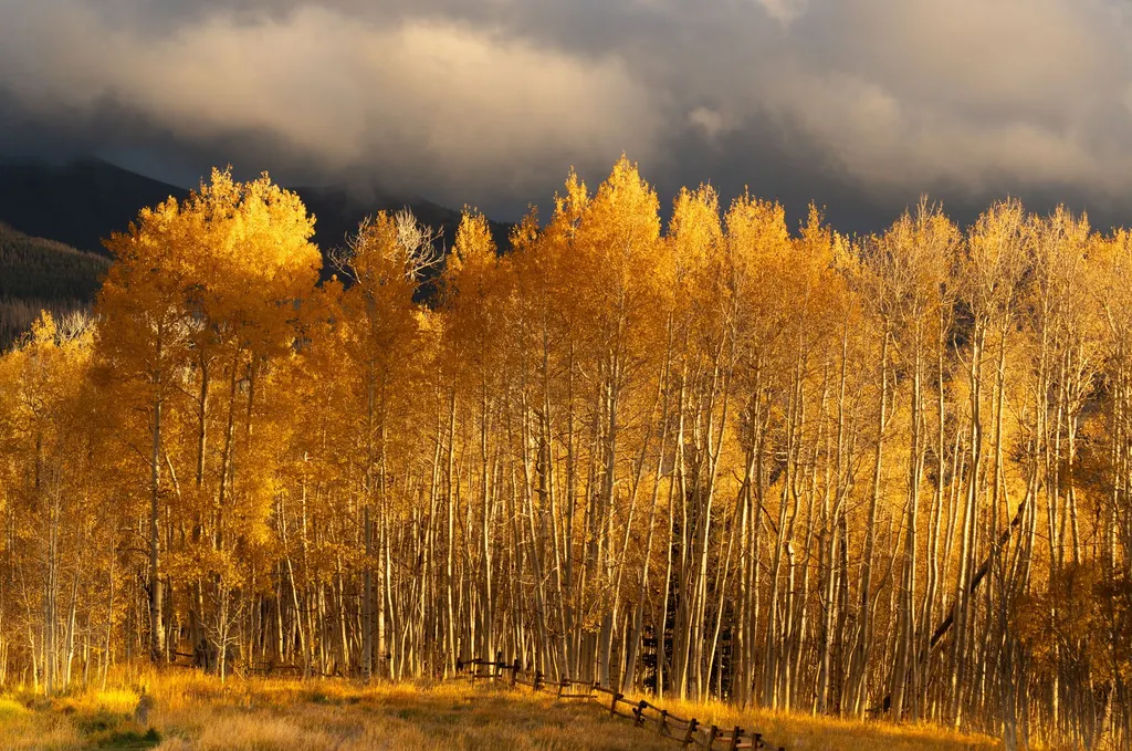 A grove of golden aspens glowing in autumn light against dark mountains and a stormy sky.